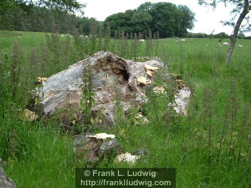 Mushroom Tree